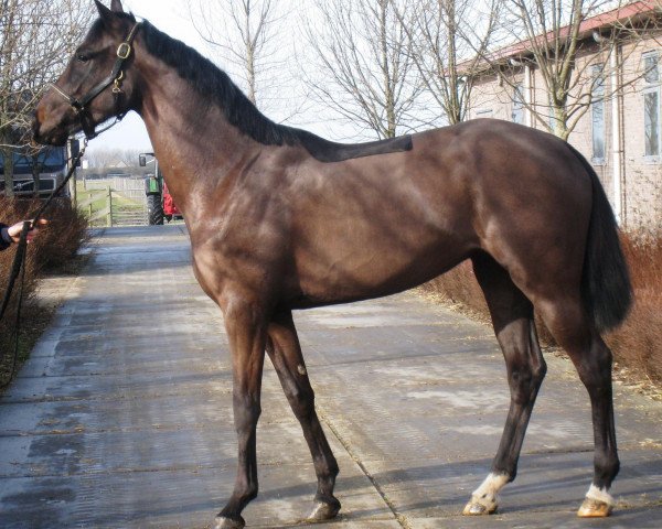 broodmare Cornets Love (KWPN (Royal Dutch Sporthorse), 2009, from Cornet Obolensky)