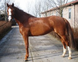 broodmare Anka (Holsteiner, 2008, from Colman)