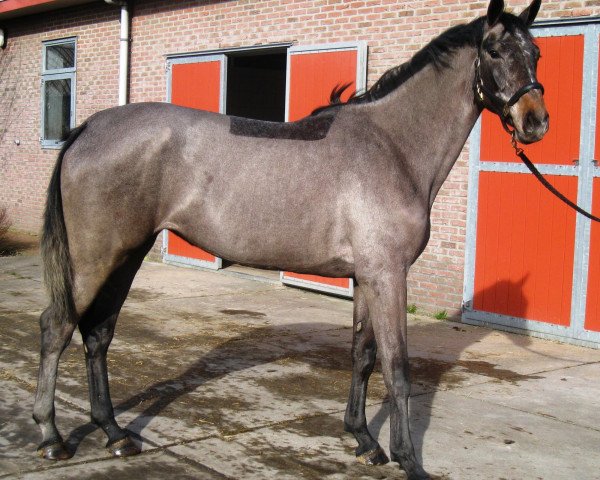 Zuchtstute Eline Maria M (Koninklijk Warmbloed Paardenstamboek Nederland (KWPN), 2009, von Diamant de Semilly)
