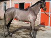 broodmare Eline Maria M (KWPN (Royal Dutch Sporthorse), 2009, from Diamant de Semilly)