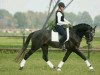 dressage horse Zanzibar (KWPN (Royal Dutch Sporthorse), 2004, from Rubels)