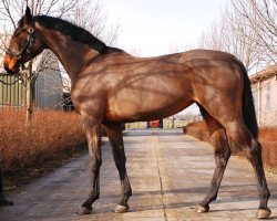 broodmare Brikscha II (Holsteiner, 2009, from Aragorn W)