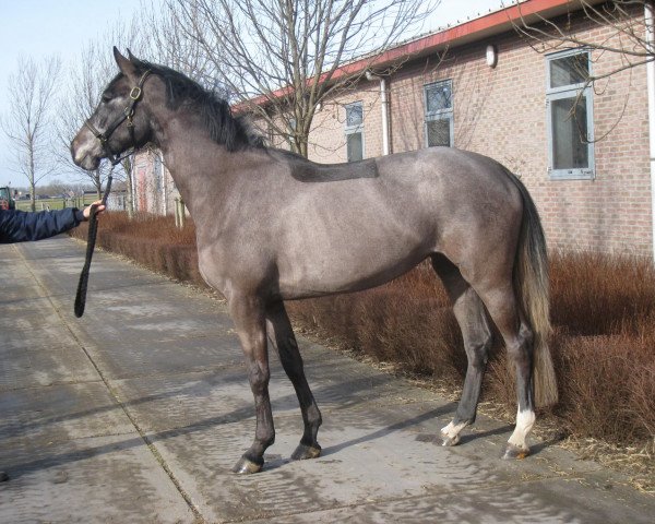 Zuchtstute Beate (Holsteiner, 2009, von Askari)