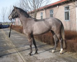 broodmare Beate (Holsteiner, 2009, from Askari)