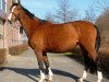 broodmare Zandra I (Holsteiner, 2007, from Lord Z)