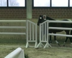 broodmare Diarubina (Oldenburg show jumper, 2009, from Diarado)