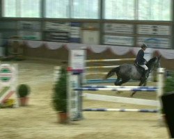 jumper Tarliena Z (Zangersheide riding horse, 2005, from Treasure Z)