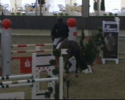 broodmare Toulonia (Oldenburg show jumper, 2006, from Toulon)