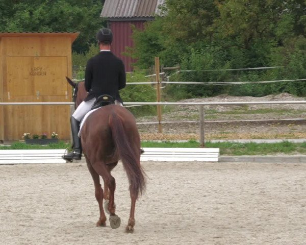 Reitturnier Köngen 2022