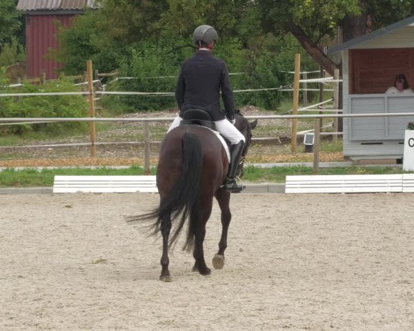 Reitturnier Köngen 2022