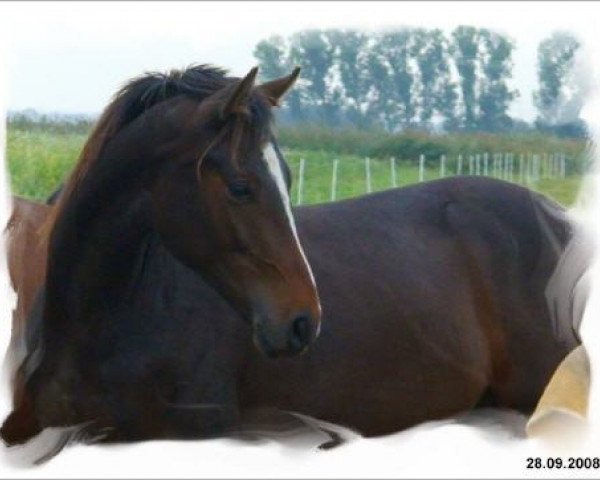 dressage horse W'Aikido (Hanoverian, 2006, from Wolkentanz II)