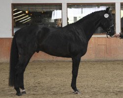 dressage horse Dmax (Westphalian, 2008, from Dresden Mann)