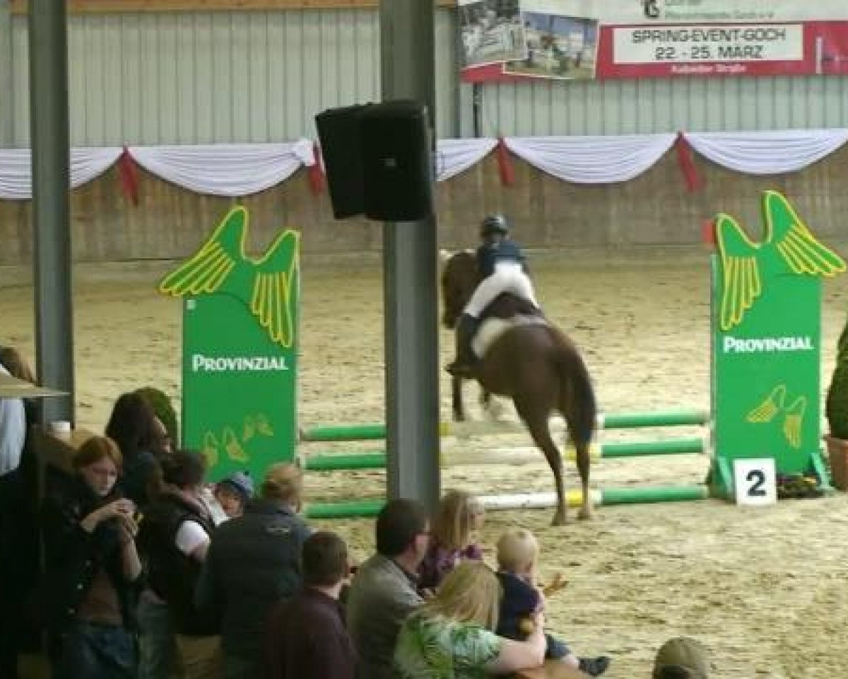 Springpferd Danoontje Power (Niederländisches Pony, 1989)