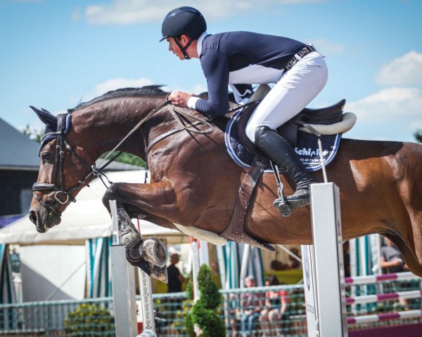 jumper Bigtalougran K Z (Zangersheide riding horse, 2015, from Big Star Jr KZ)