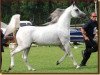 stallion Rikis Shabri 1993 ox (Arabian thoroughbred, 1993, from Veteran 1983 ox)