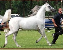 stallion Rikis Shabri 1993 ox (Arabian thoroughbred, 1993, from Veteran 1983 ox)