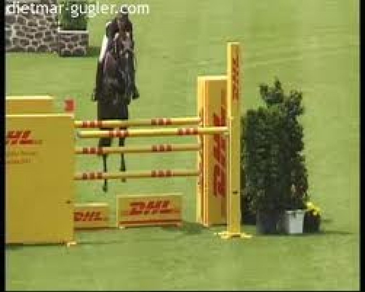 stallion Horseware's Giovanni (Hanoverian, 1999, from Graf Grannus)