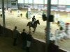 broodmare Udina 9 (KWPN (Royal Dutch Sporthorse), 2001, from French Buffet xx)