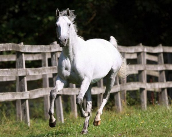 stallion Santiago xx (Thoroughbred, 2002, from Highest Honor xx)