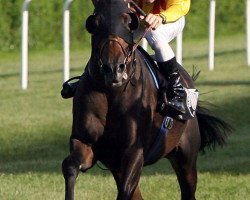 stallion Lucas Cranach xx (Thoroughbred, 2007, from Mamool xx)