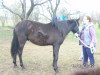 dressage horse Don Aurelio (Andalusier, 2000)