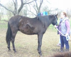 dressage horse Don Aurelio (Andalusier, 2000)