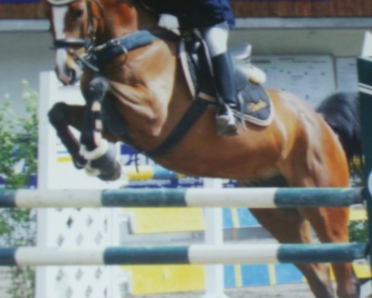 jumper Davito 2 (Mecklenburg, 2001, from Duralin II)