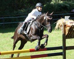 Springpferd Chocolate Champ (Deutsches Reitpony, 2000, von Courage)