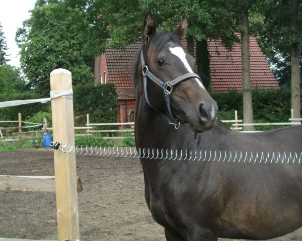 broodmare Adventure Girly xx (Thoroughbred, 2009, from Soldier Hollow xx)