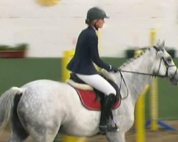 Pferd Lanos 7 (Holsteiner, 1999, von Lansing)