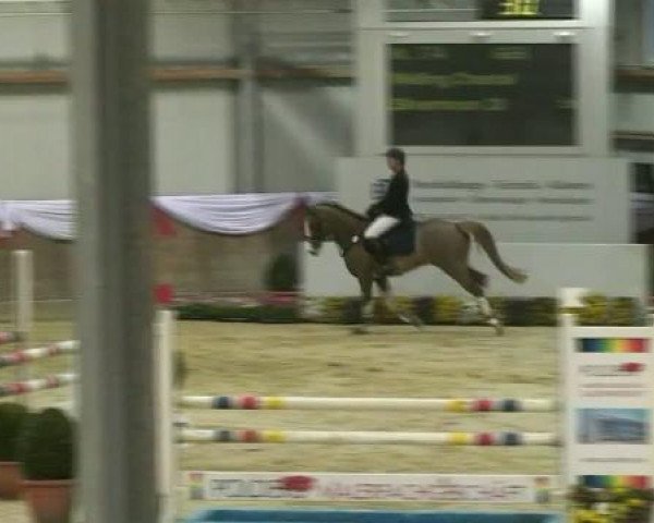 jumper Silvermoon 28 (Little German Riding Horse, 2002, from Silverado)