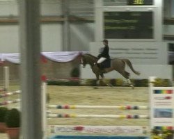 jumper Silvermoon 28 (Little German Riding Horse, 2002, from Silverado)