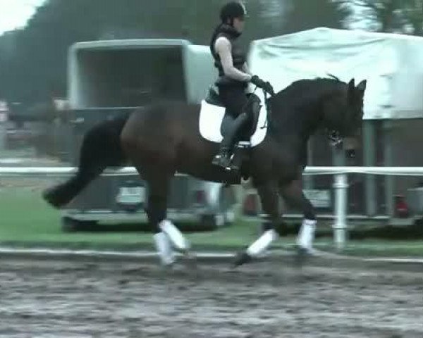 horse Romelia (Hanoverian, 2005, from Rotspon)