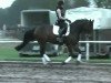 horse Romelia (Hanoverian, 2005, from Rotspon)