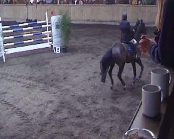 horse Rossini 110 (Brandenburg, 1994, from Rodeo xx)