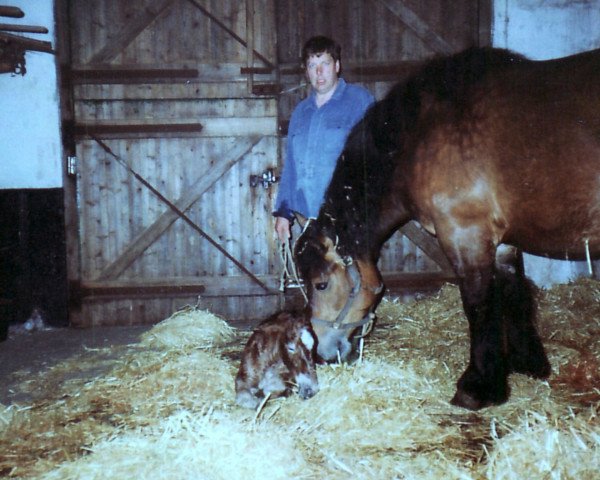 Pferd Huberta Nr. 1 (Rheinisch-Westfälisches Kaltblut, 1996, von Hubertus)