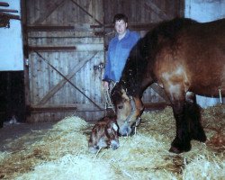 horse Huberta Nr. 1 (Rheinisch-Westfälisches Draughthorse, 1996, from Hubertus)