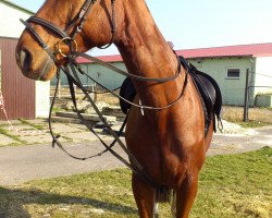 broodmare Chanel (Rhinelander, 1996, from Champus)