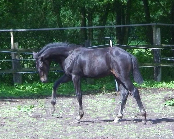 Pferd Cyramo (Hannoveraner, 2010, von Contendro I)