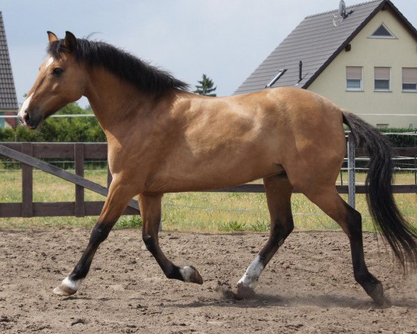 horse Elana (German Riding Pony, 2002, from Elando)