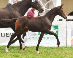 horse Calisco (Hannoveraner, 2008, from Contendro I)