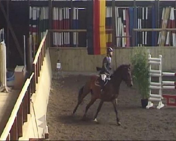 Springpferd Colano (Zweibrücker, 2004, von Cabardino N)