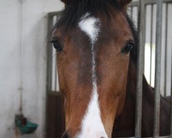 dressage horse Maike 106 (Westphalian, 2005, from Maybach)