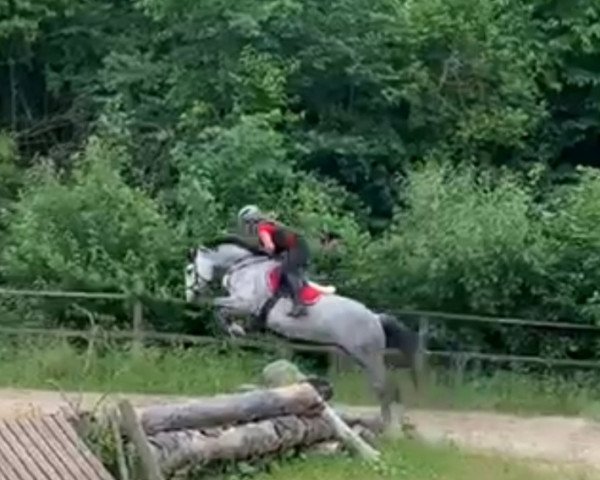 dressage horse Loobrhu Brilliant Dazzler (Irish Sport Horse, 2017, from Meelickisland Dazzler)