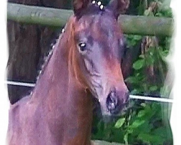 broodmare Haitiana (Hanoverian, 2011, from Heinrich Heine)