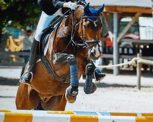 horse Titan (German Riding Pony,  , from Rosedale Tiberius)