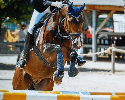 Pferd Titan (Deutsches Reitpony,  , von Rosedale Tiberius)