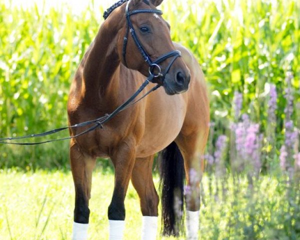 horse Alison (German Warmblood, 2001, from La Piko)
