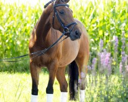 Pferd Alison (Deutsches Reitpferd, 2001, von La Piko)