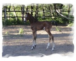 dressage horse Venicia (Hannoveraner, 2011, from Van Helsing)